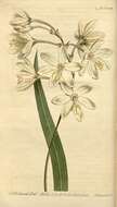 صورة Ixia bellendenii R. C. Foster