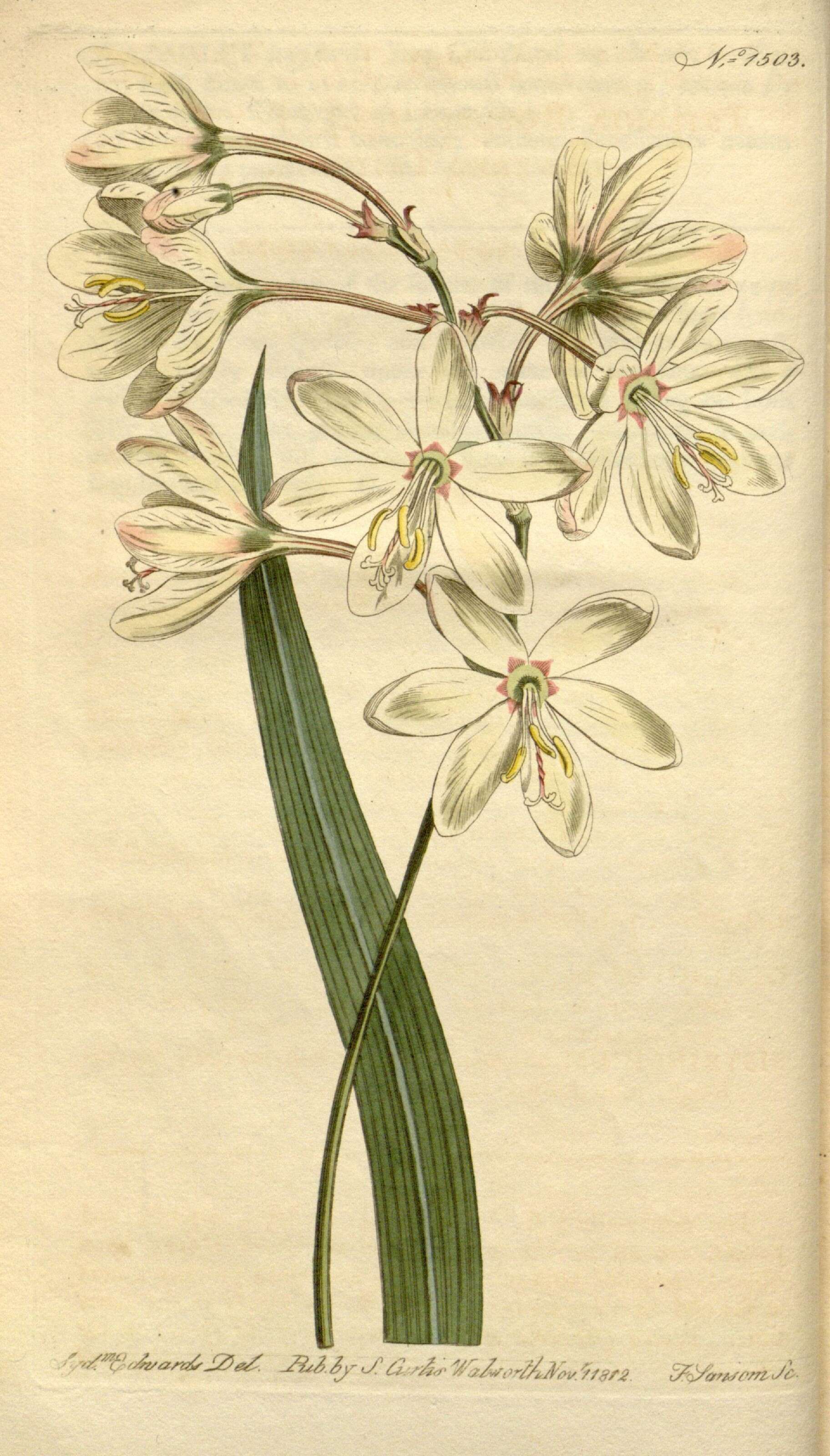 Image of Ixia bellendenii R. C. Foster