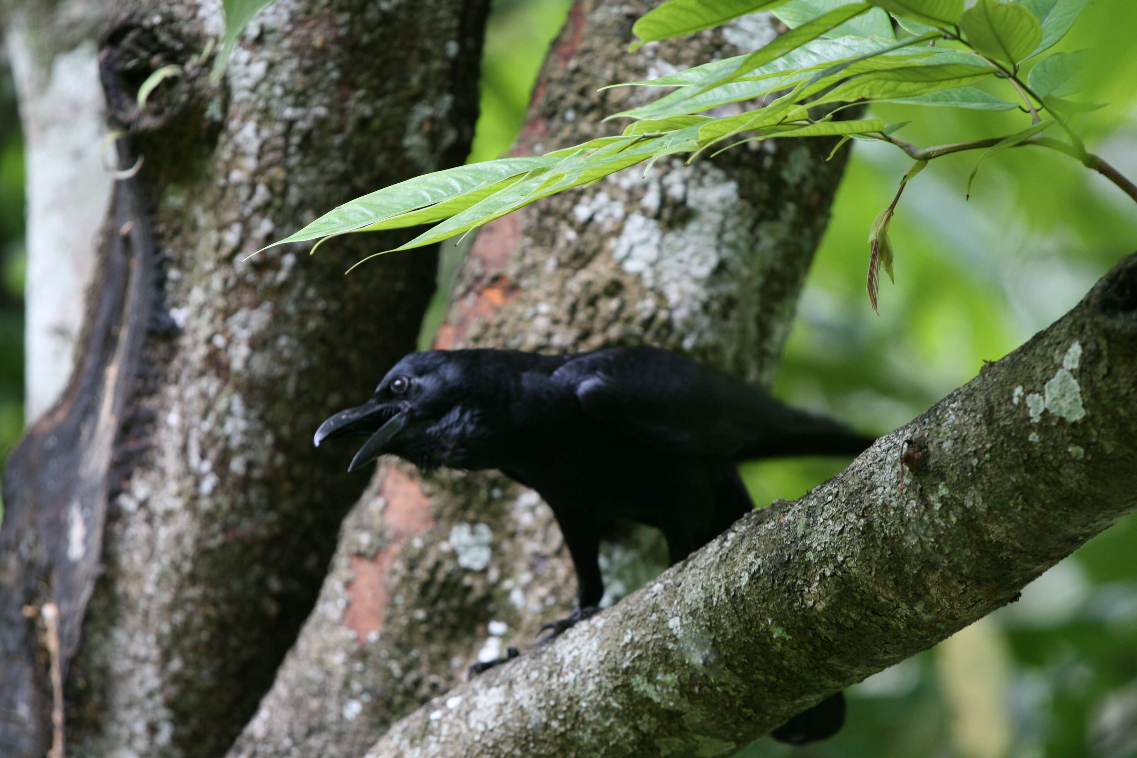 Image of Indian Jungle Crow