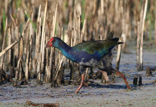 Image of Swamphen