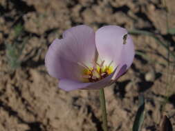 Image of winding mariposa lily