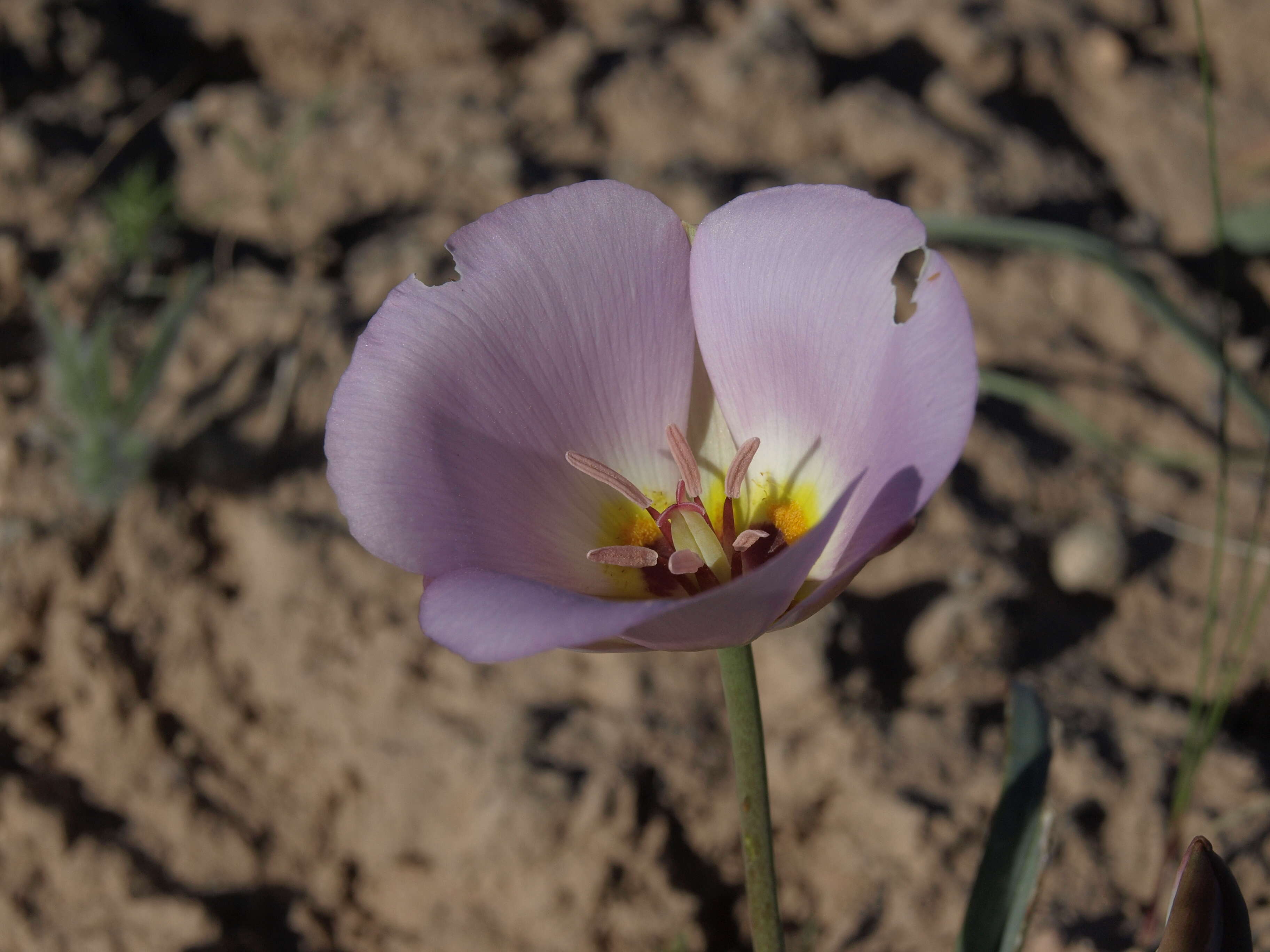 Image of winding mariposa lily