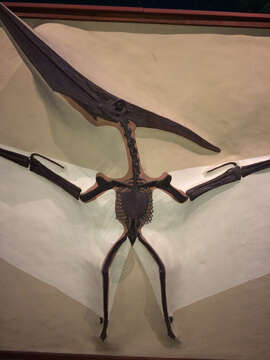 Image of Pteranodon ingens