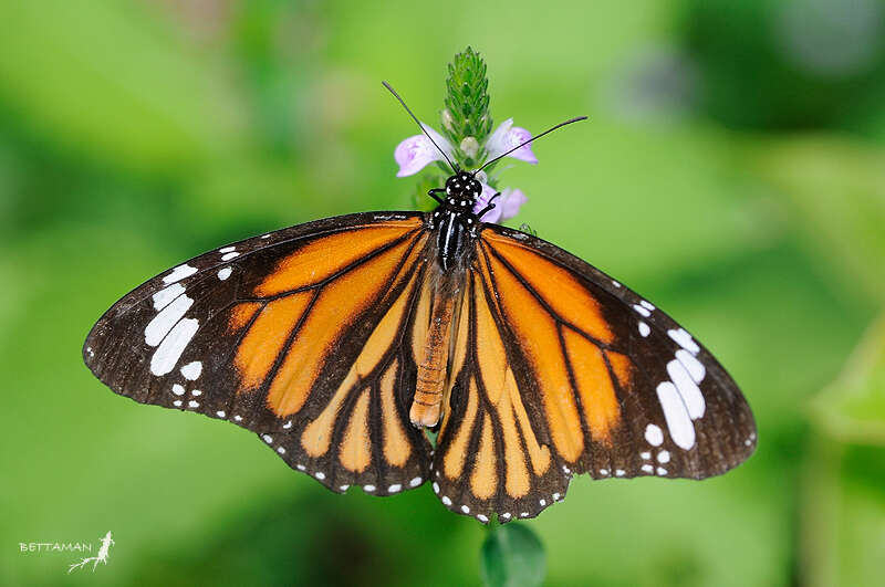 Sivun Danaus (Anosia) genutia Cramer 1779 kuva