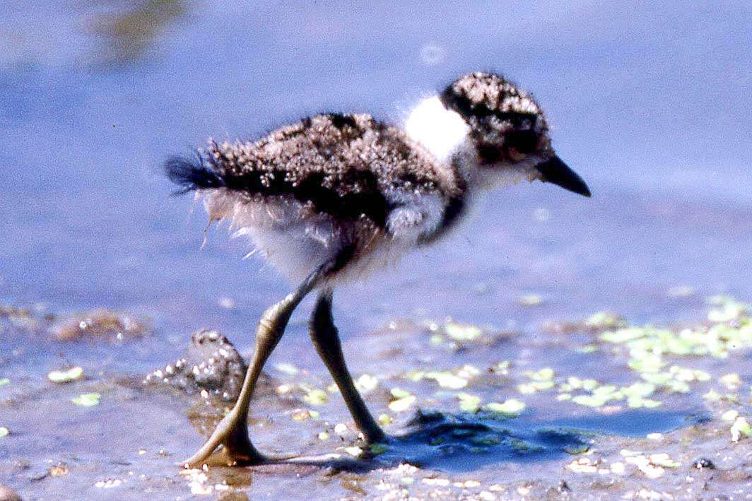 Image of Lapwing