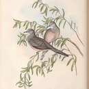 Sivun <i>Geopelia tranquilla</i> Gould 1844 kuva