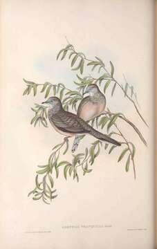 Sivun <i>Geopelia tranquilla</i> Gould 1844 kuva