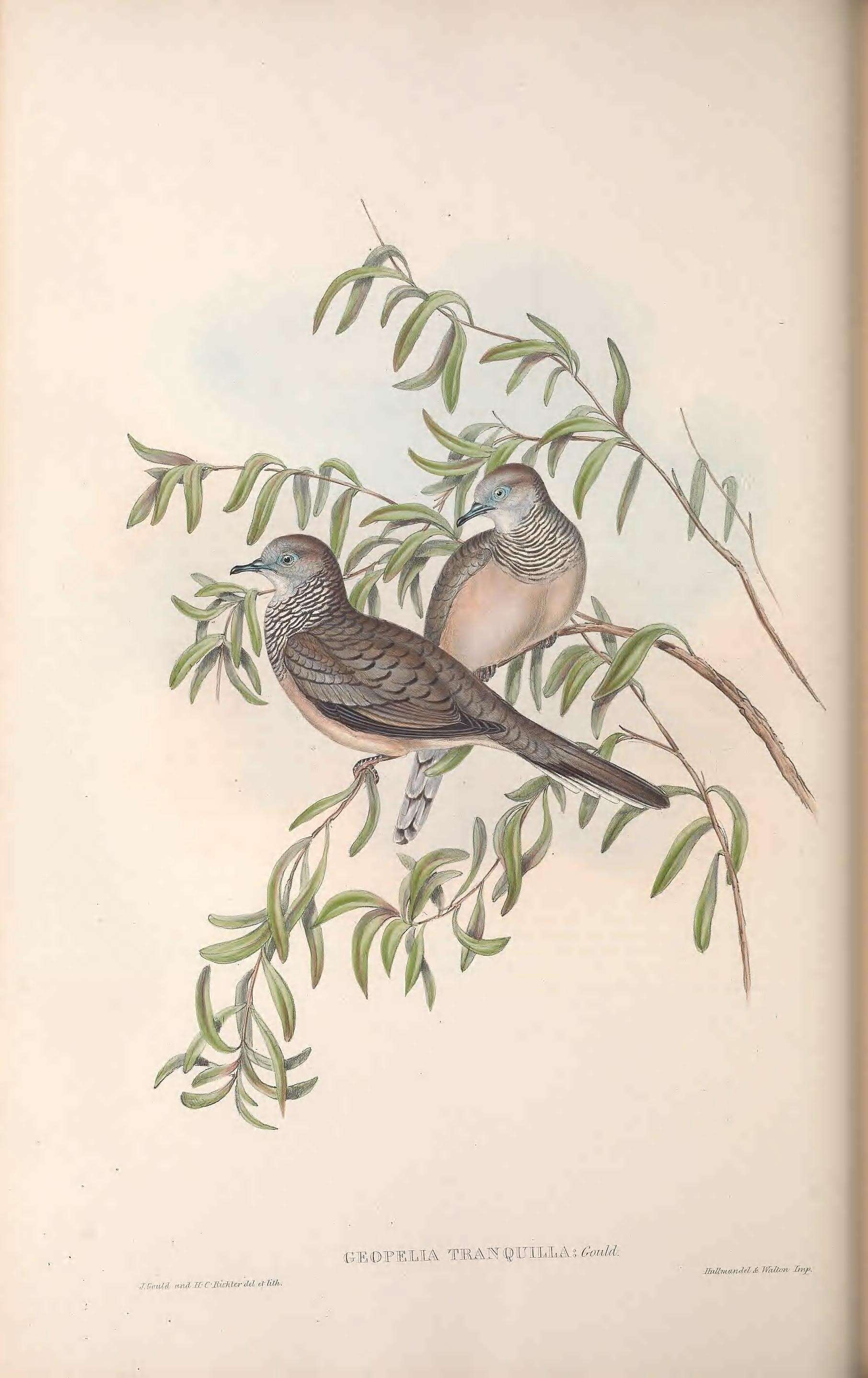 Image of <i>Geopelia tranquilla</i> Gould 1844