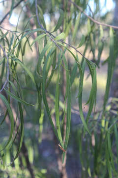 Image of Geijera parviflora Lindl.