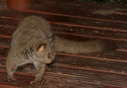 Image of Brown Greater Galago