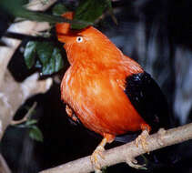 Image of Passeriformes
