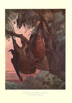 Image of Indian Flying Fox