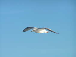 Image of Larus Linnaeus 1758