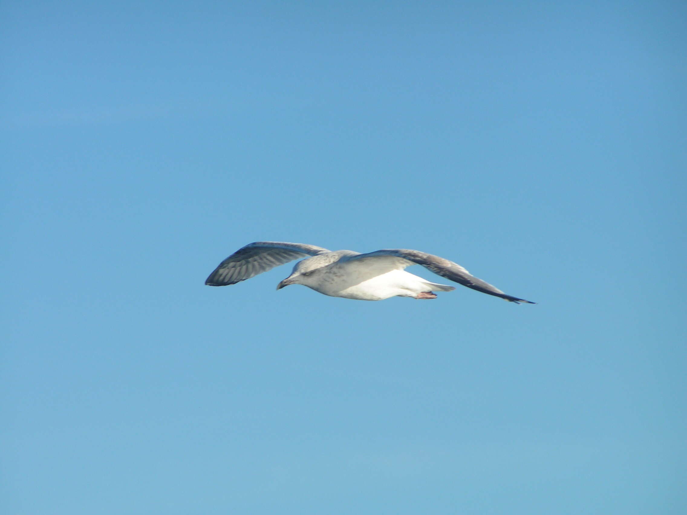 Image of European Herring Gull