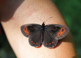 Image of scotch argus