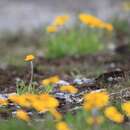 Image of eastern fournerved daisy