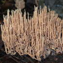 Image of Lentaria dendroidea (O. R. Fr.) J. H. Petersen 1996