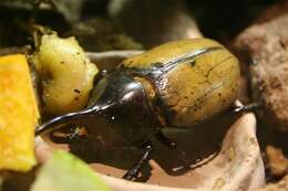 Image of Hercules Beetles
