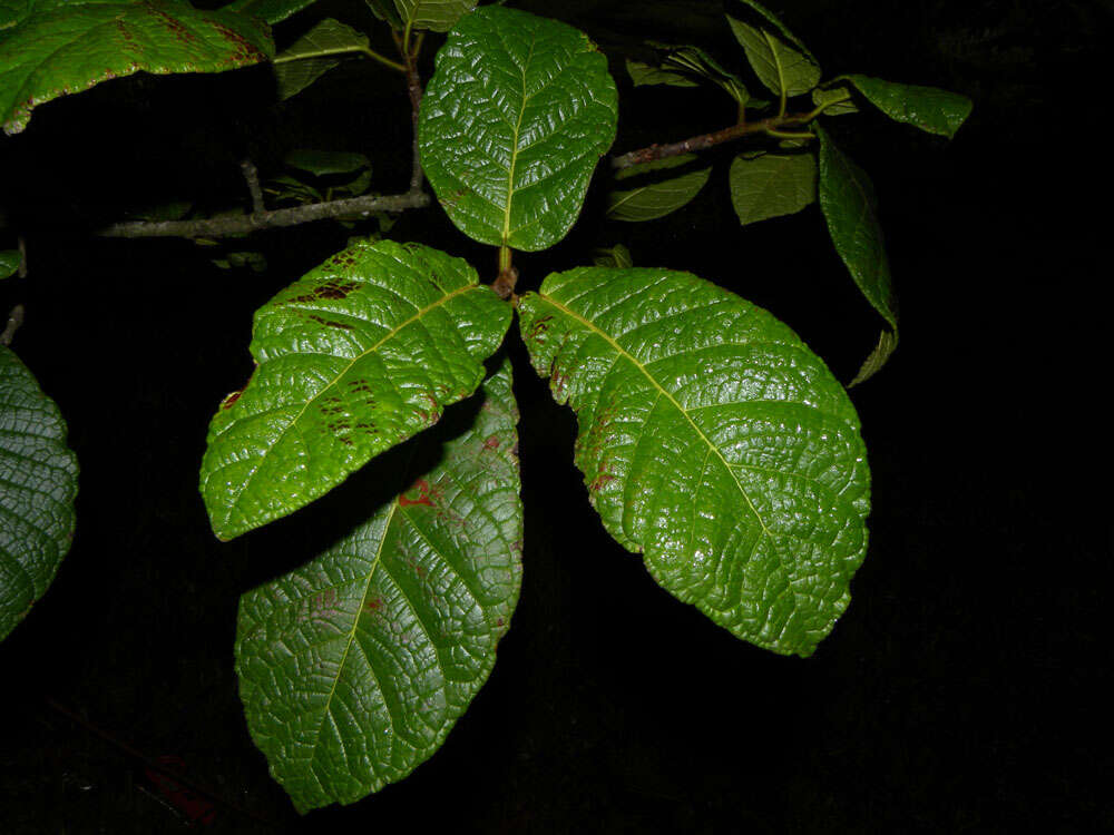 Image of Ficus matiziana Dugand