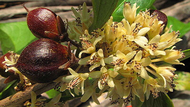 Image of Casearia javitensis Kunth