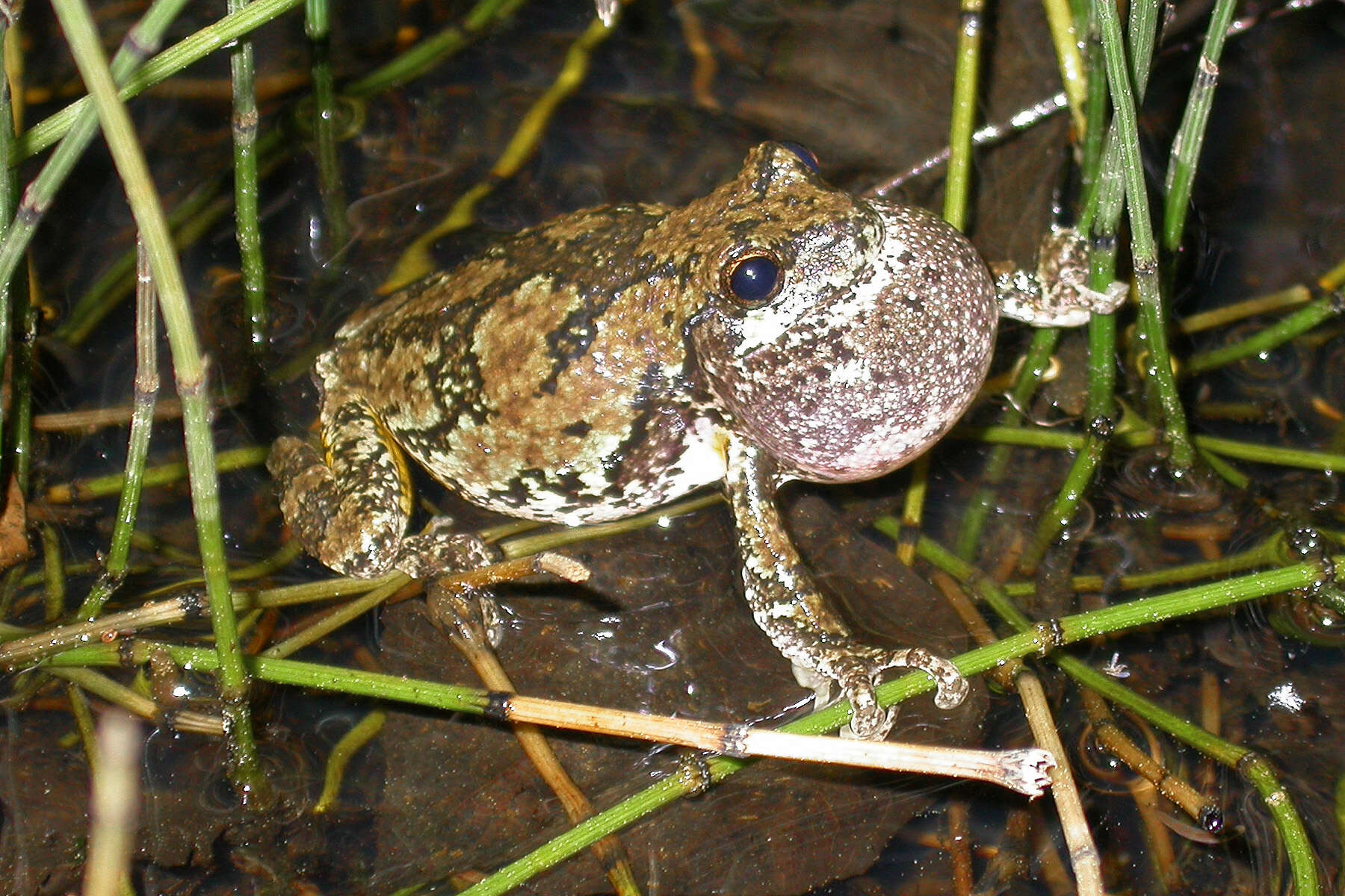 Image of Gray Treefrog