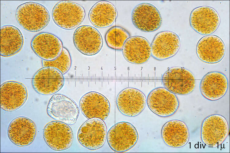 Image of Uromyces
