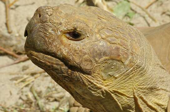 Image of spurred tortoise