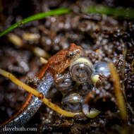 Image of dusky salamanders