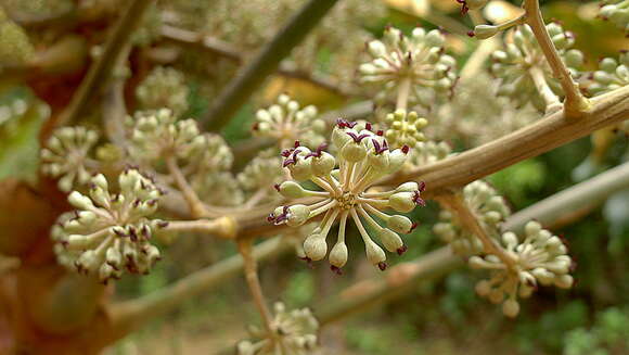 صورة Schefflera morototoni (Aubl.) Maguire, Steyerm. & Frodin