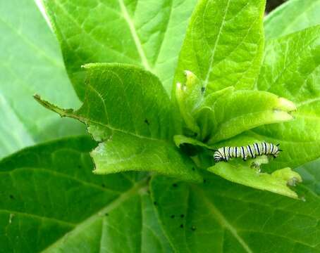 Imagem de Asclepias