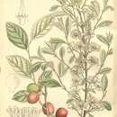 Plancia ëd Prunus humilis Bunge