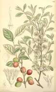 Image of Prunus humilis Bunge