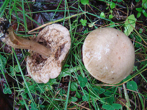 Image of Leccinum holopus (Rostk.) Watling 1960