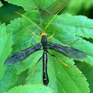 Image of Giant Ichneumons