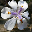 Image of Dietes iridoides