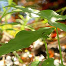 Image of green arrow arum