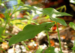 Image of green arrow arum