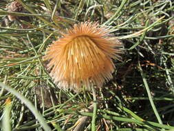 Image of Banksia splendida A. R. Mast & K. R. Thiele