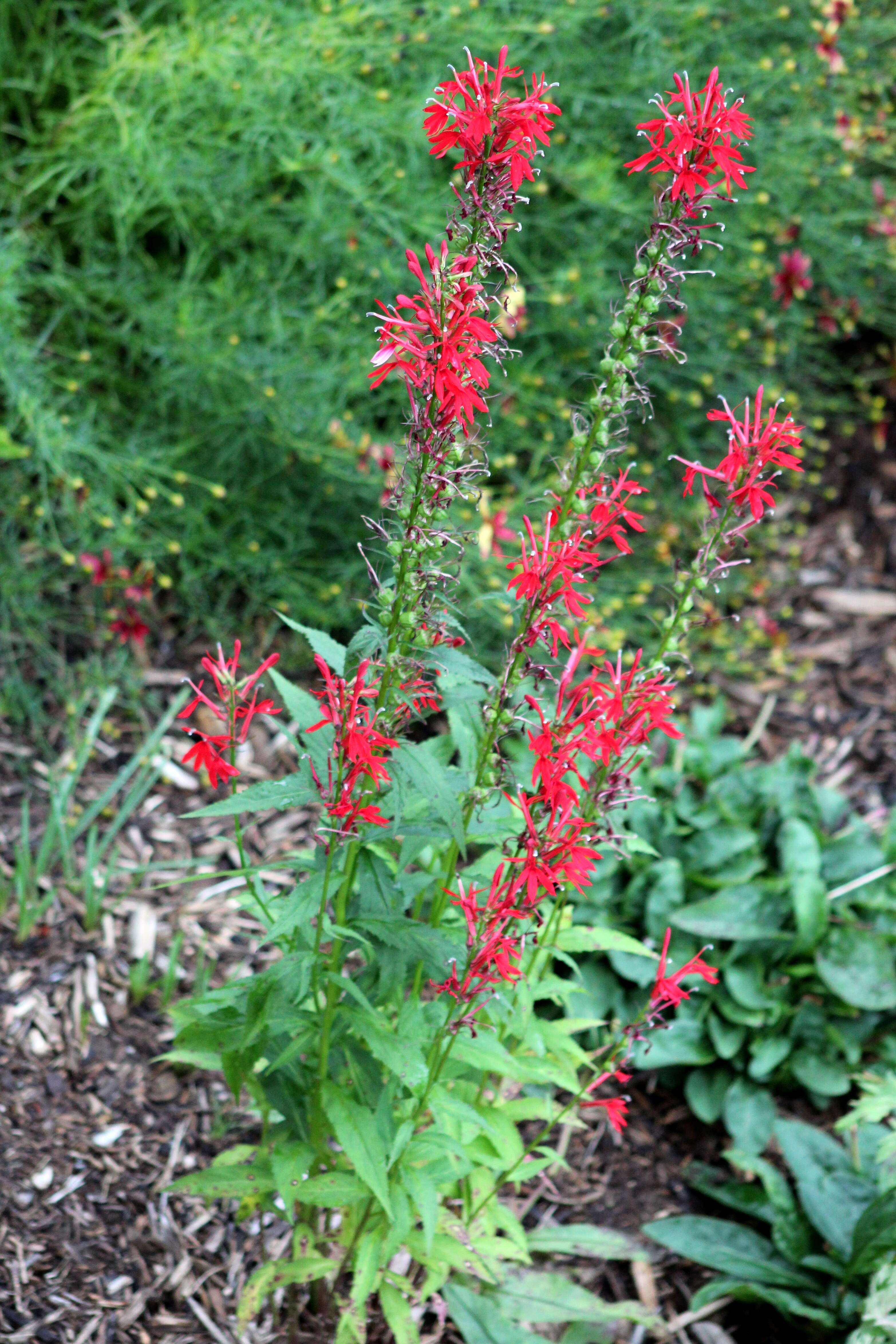 Image of lobelia