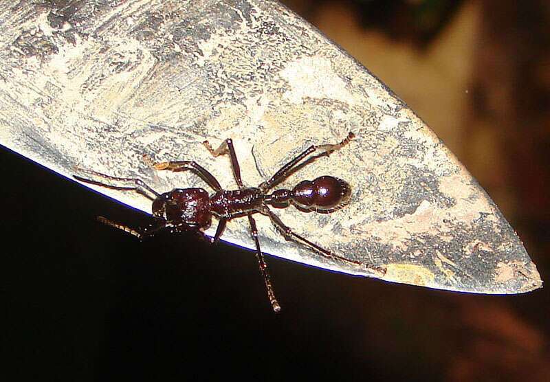 Image of Paraponera