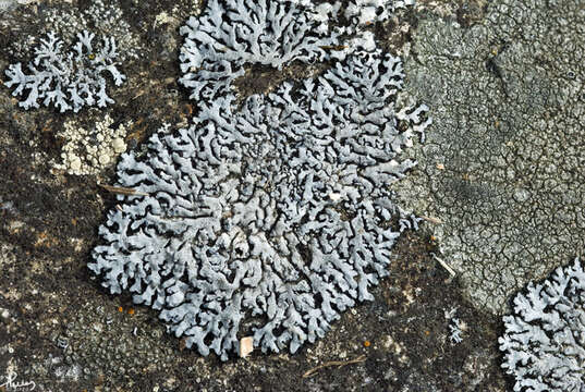 Image of rosette lichen