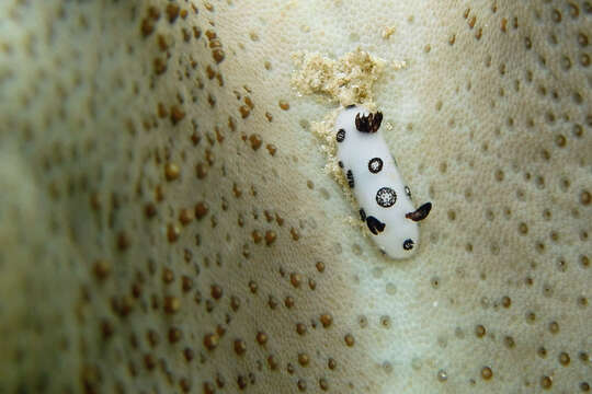 Image of Snoopy black spot white slug