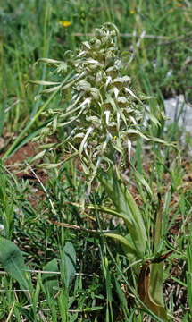 Image of Lizard orchid