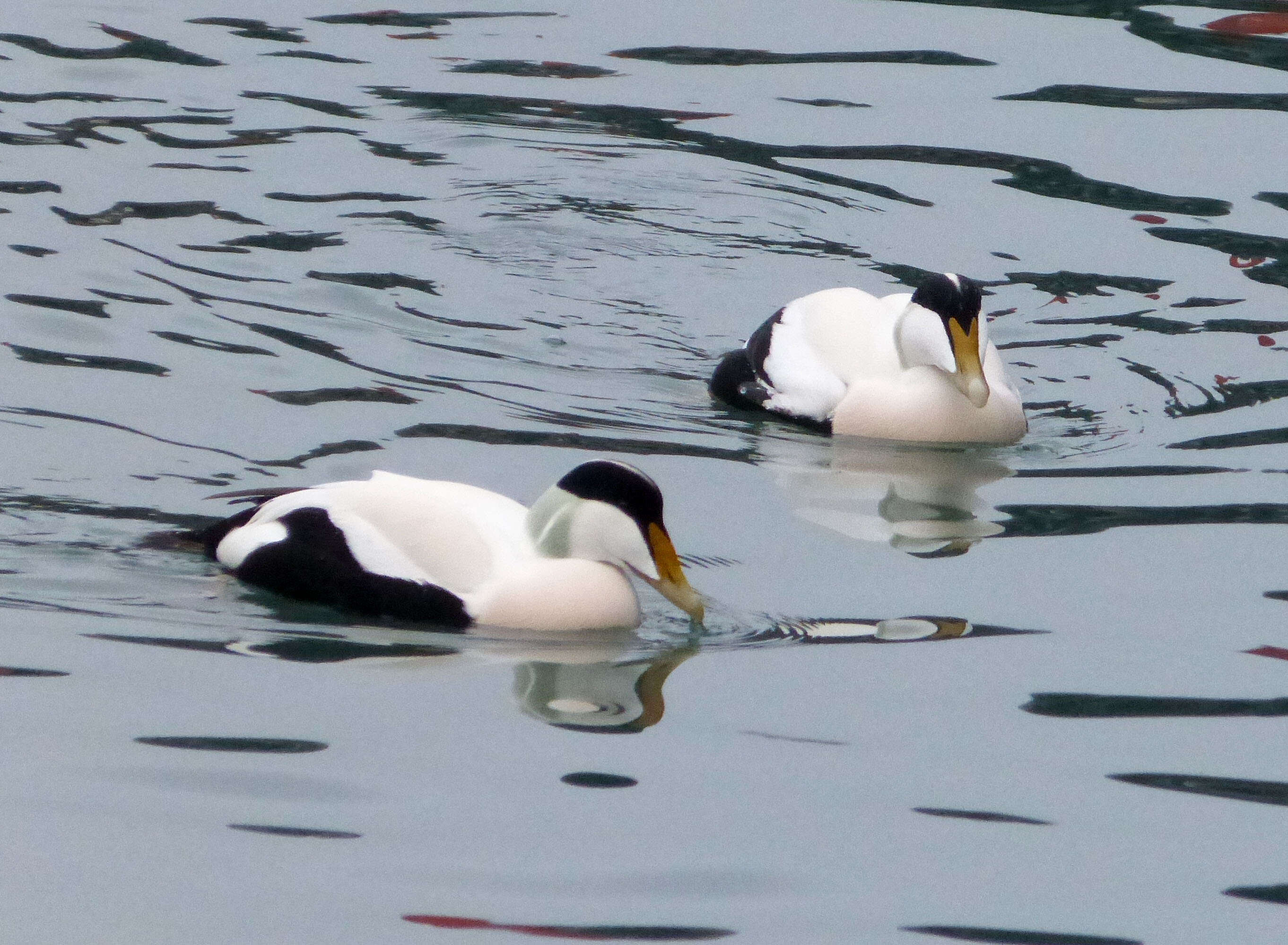 Image of Eider