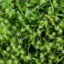 Image of square goose neck moss