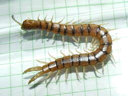 Image of Chilopoda