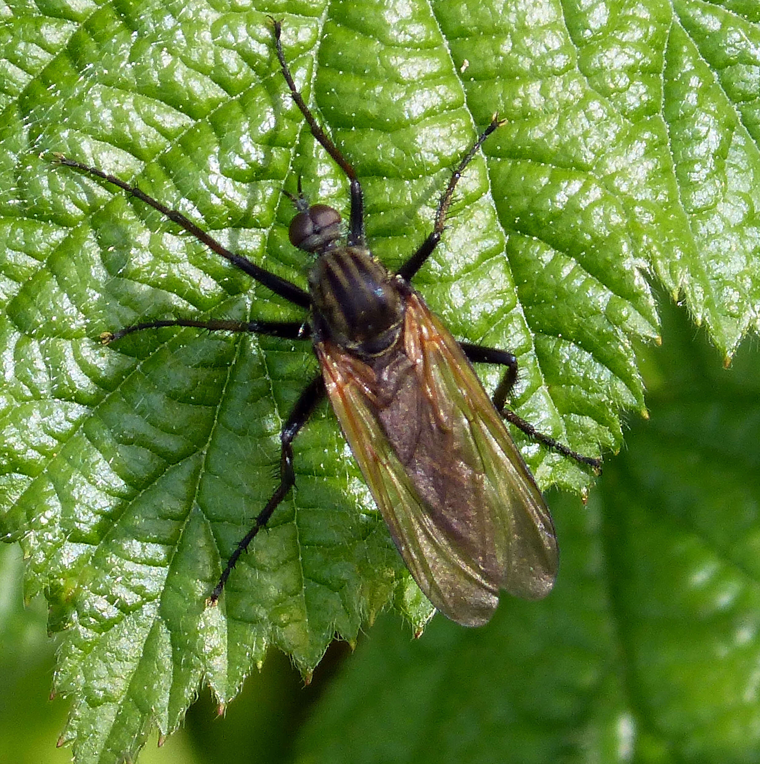 Image of Empis