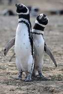 Image of Magellanic Penguin