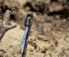 Image of Skimmers (Dragonflies)