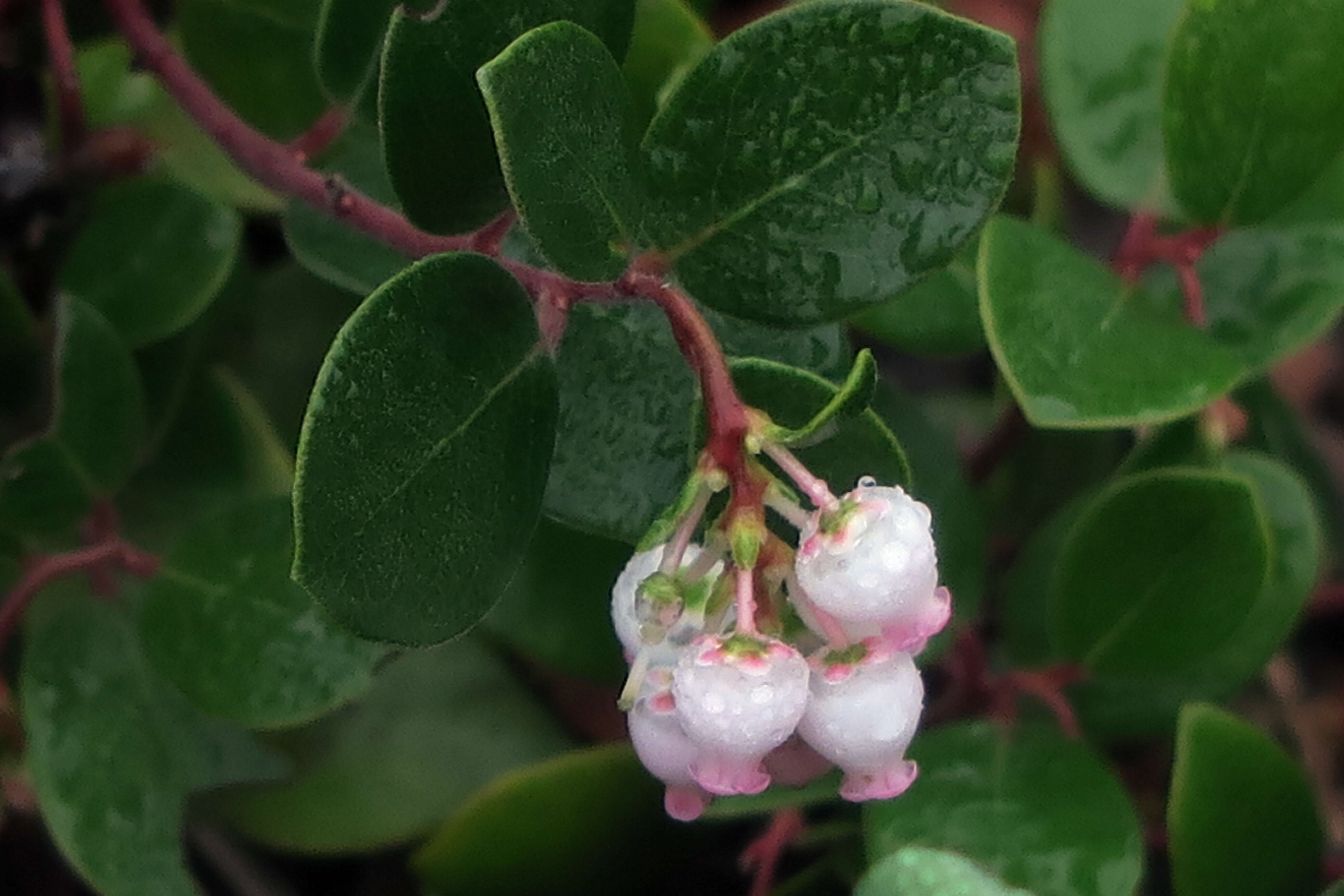 Image of bearberry